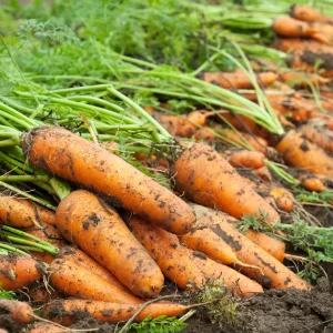 F1 Carrot A Plus carrot seeds